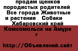 продам щенков породистых родителей - Все города Животные и растения » Собаки   . Хабаровский край,Комсомольск-на-Амуре г.